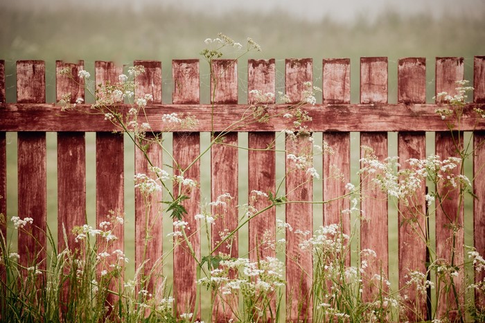Wooden fence with wildflowers and grass