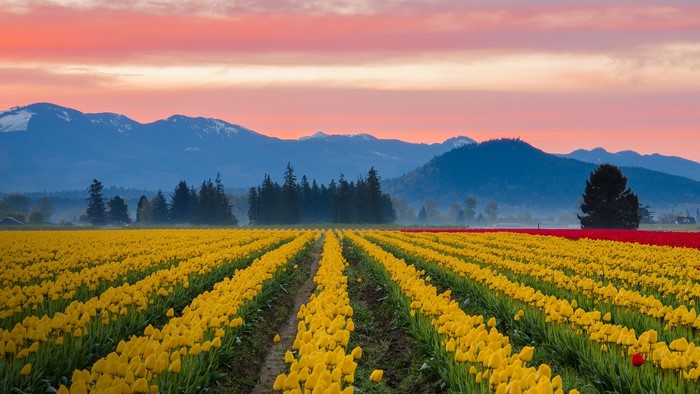 Yellow and red tulip fields at sunrise with mountains