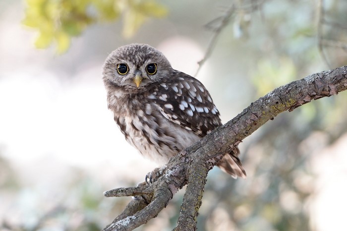 A little owl perched on a tree branch