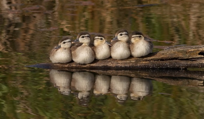 Five ducklings huddled together on a log