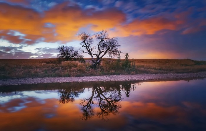 Tree reflection in water at sunset