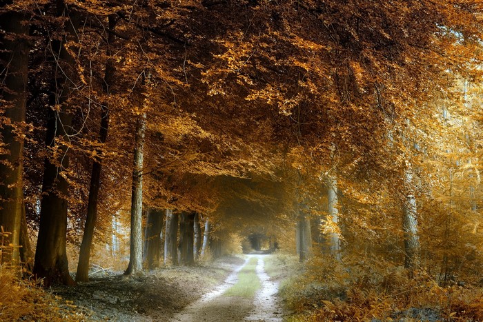 Autumn forest path with golden leaves