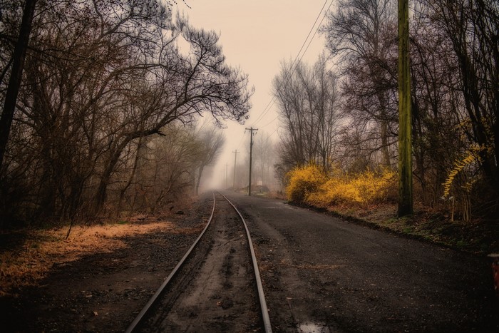 Railroad tracks through a misty forest with yellow bushes