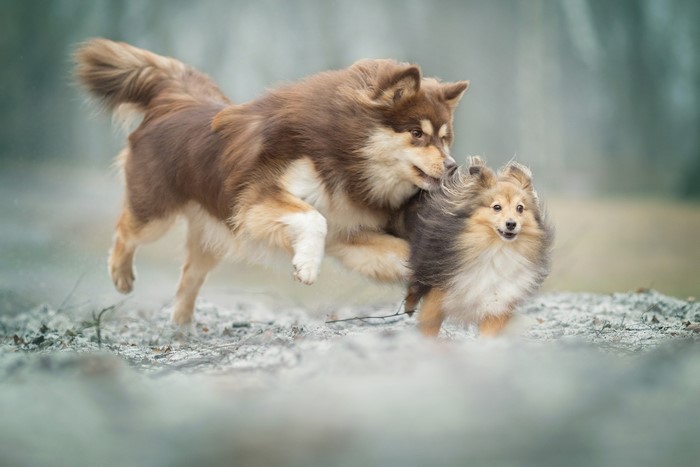 Two dogs playing outdoors