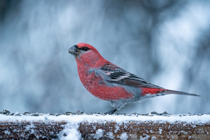 Pine Grosbeak bird on a snowy feeder