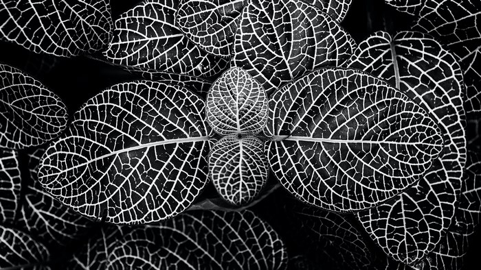Monochrome macro view of patterned leaves