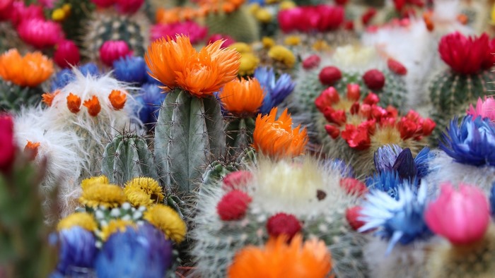 Colorful cactus flowers in bloom