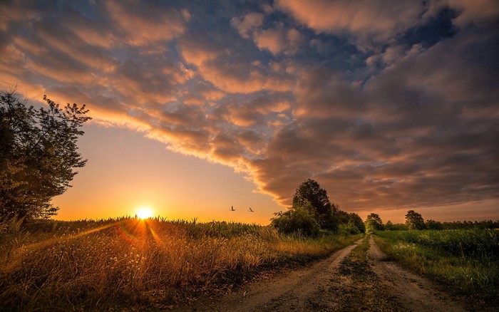 Sunset over a field with a dirt road