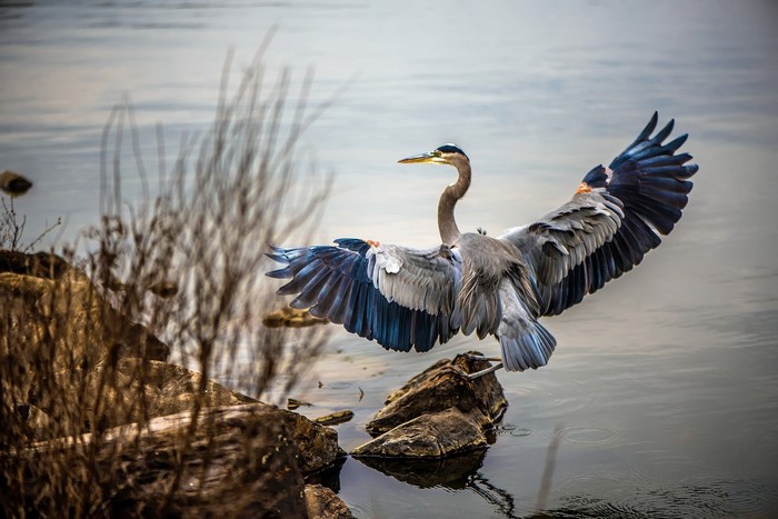 Great Blue Heron taking flight from rocks