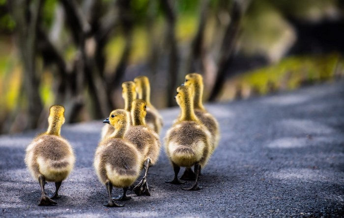 Group of goslings walking on a path