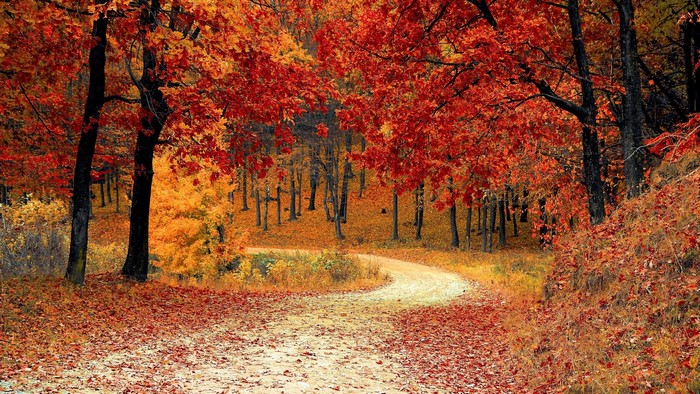 Autumn forest with a winding dirt road