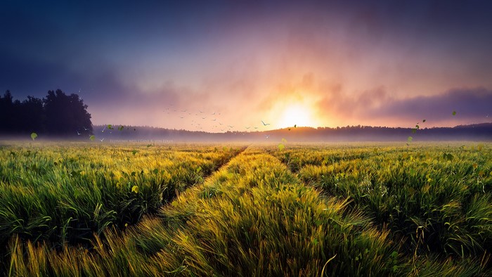 Dreamscape field at sunrise with birds