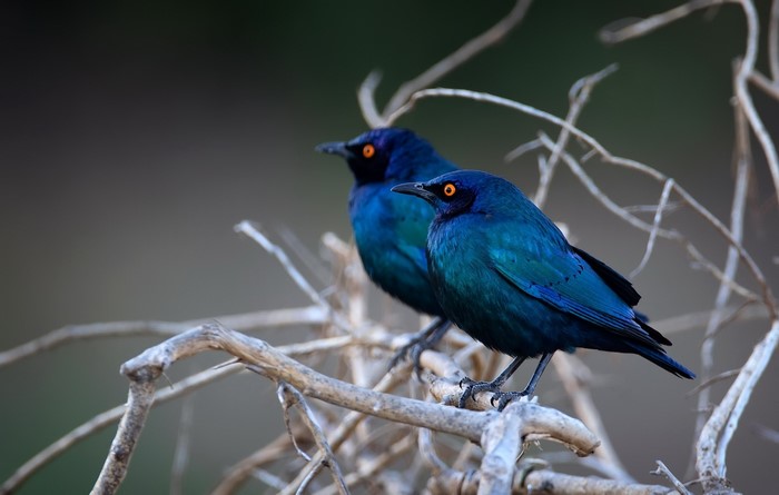 Two blue birds with orange eyes on branches