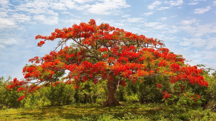 A large tree with bright red flowers under a cloudy sky