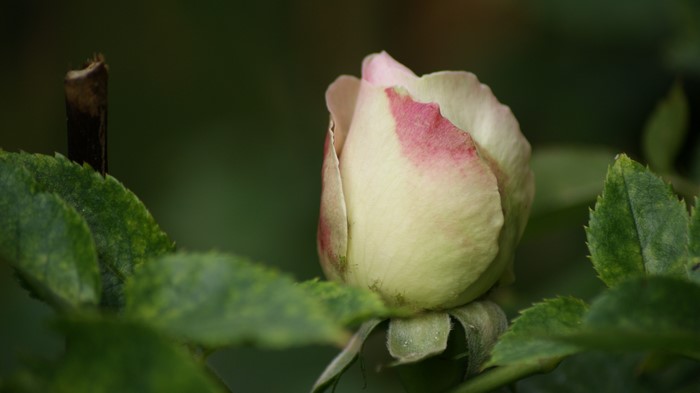 4K Rose Bud with Pink Accents