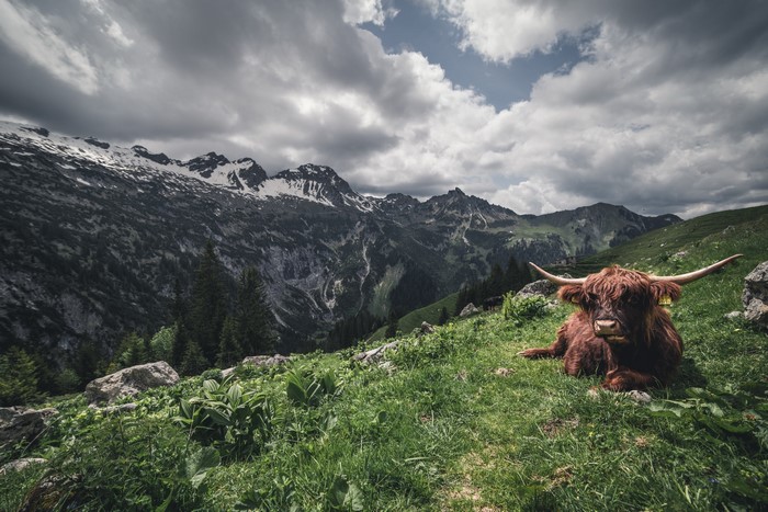 Highland cow resting in a mountain landscape