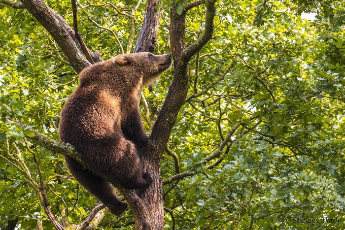 Brown bear sitting on a tree branch
