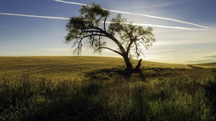 Lone tree in a field under a blue sky