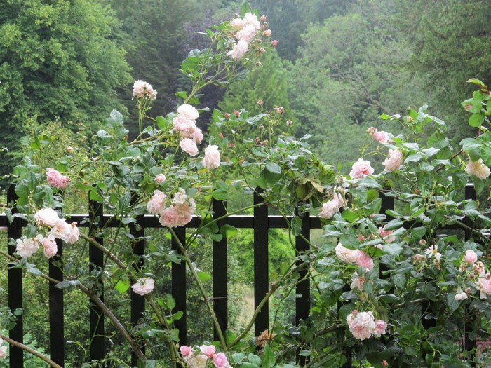 Pink roses climbing over a black fence with trees in the background