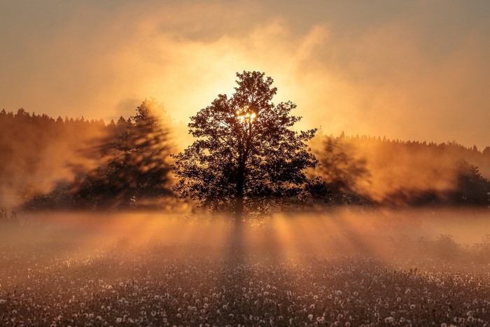 Sunlight filtering through trees in a misty field