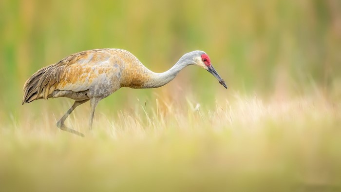 Sandhill crane foraging in tall grass
