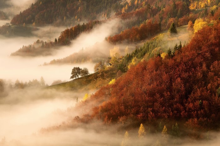 Misty autumn forest landscape with colorful trees