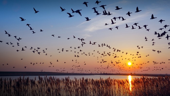Flock of birds flying over a lake at sunset