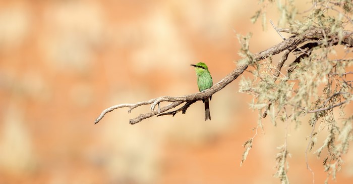 Green bird on a branch