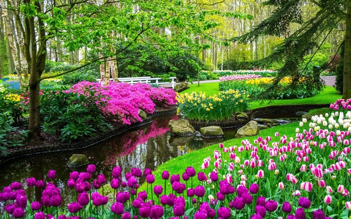 Keukenhof Gardens with Tulips and Daffodils in Spring
