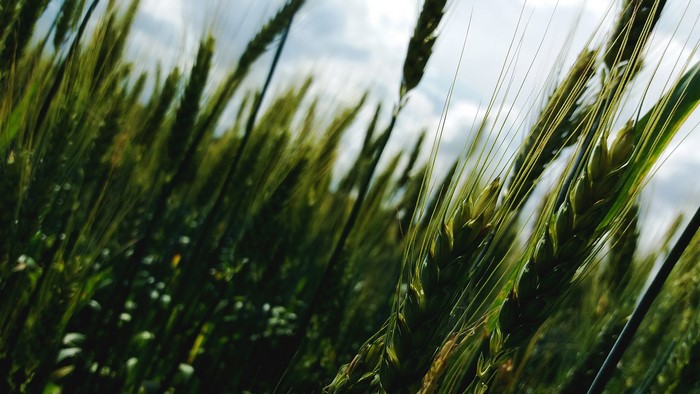 Wheat field with sky in the background