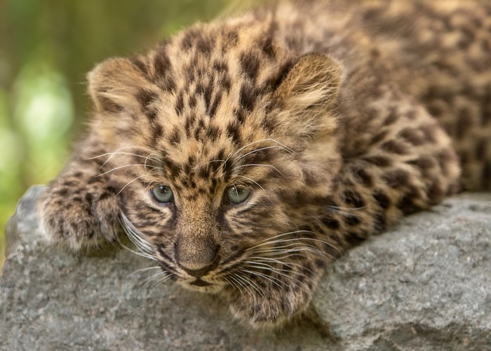 A baby leopard cub rests on a rock