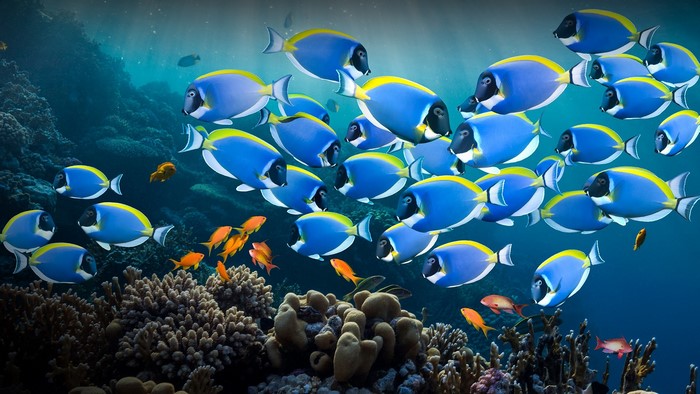 School of Powder Blue Tang fish in a coral reef