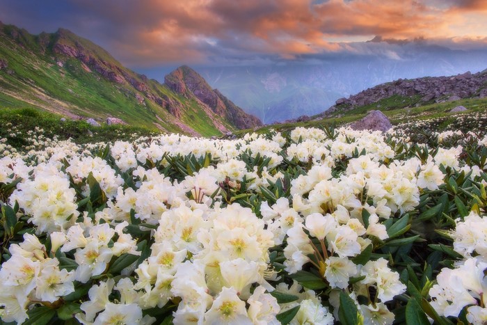 Field of white rhododendrons in a mountain valley at sunset