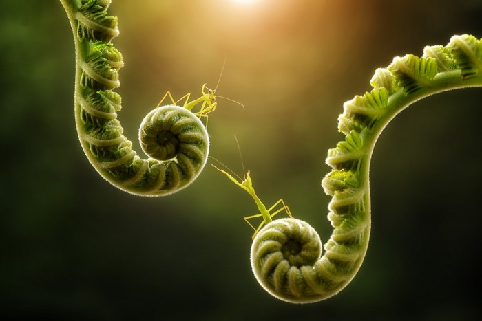 Two praying mantises on fern fronds