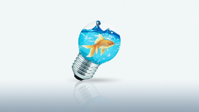 Goldfish swimming inside a lightbulb filled with water