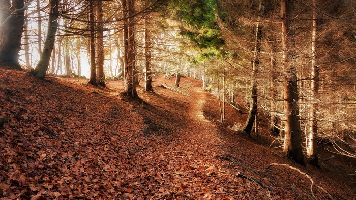 A forest path covered in fallen leaves
