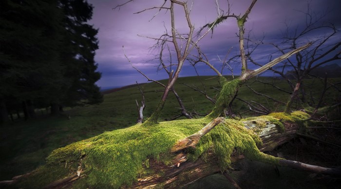 Mossy fallen tree in a grassy field under a purple sky