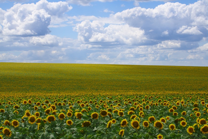 Sunflower field under a cloudy sky