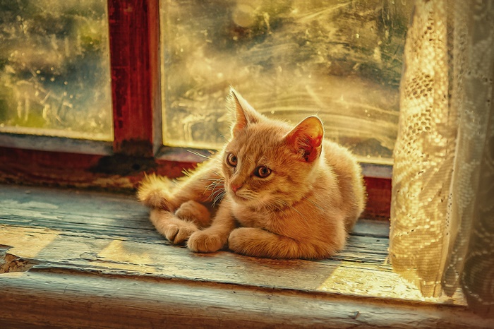 Orange kitten resting on a wooden windowsill