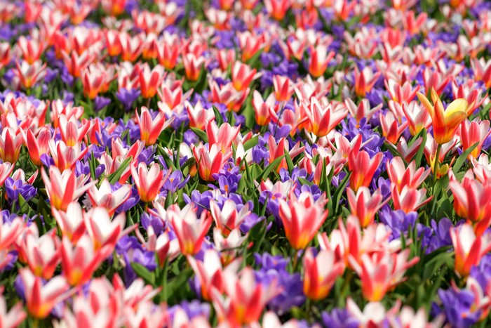 Field of colorful tulips and crocuses in bloom