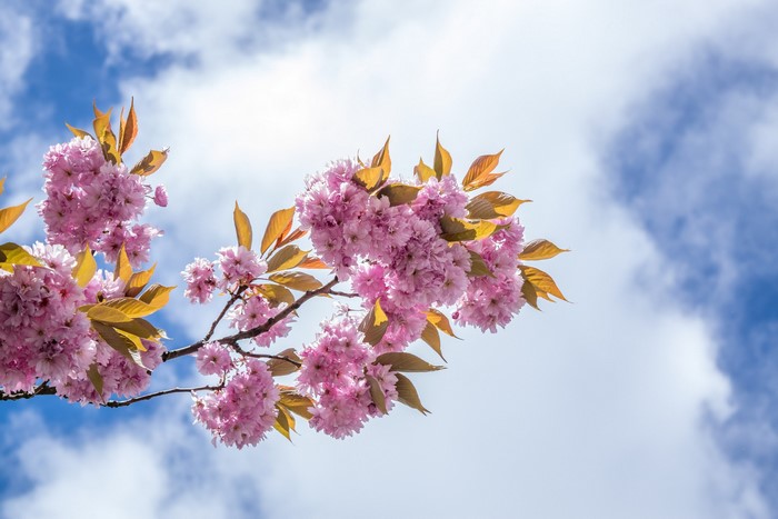 Pink cherry blossoms on a branch against a blue sky with clouds