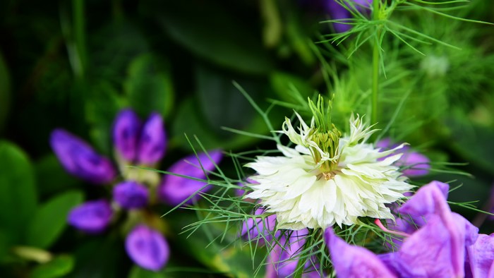 4K flowers and plants