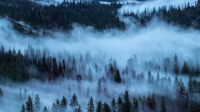Misty forest with tall evergreen trees