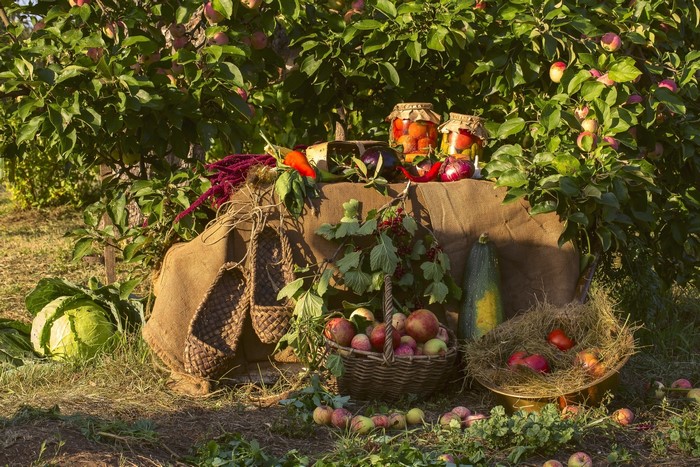 Harvest display with apples, vegetables, and preserves