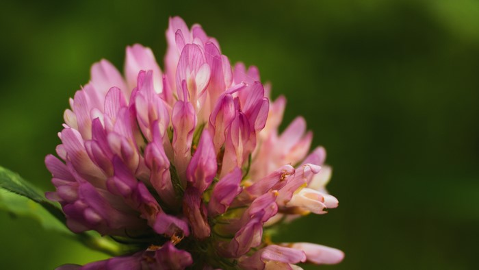4K macro shot of a pink clover flower