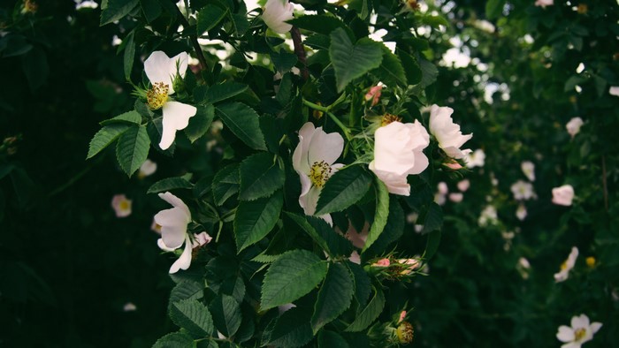 White flowers and green leaves in nature