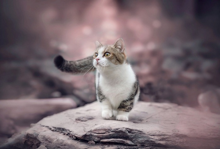 A cute kitten sitting on rocks