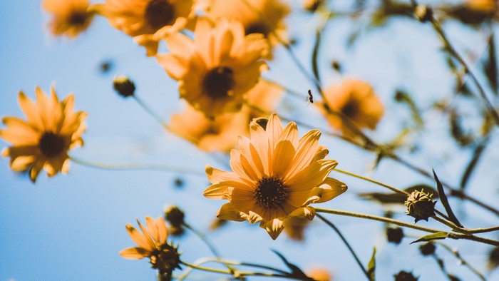 Yellow flowers against a blue sky