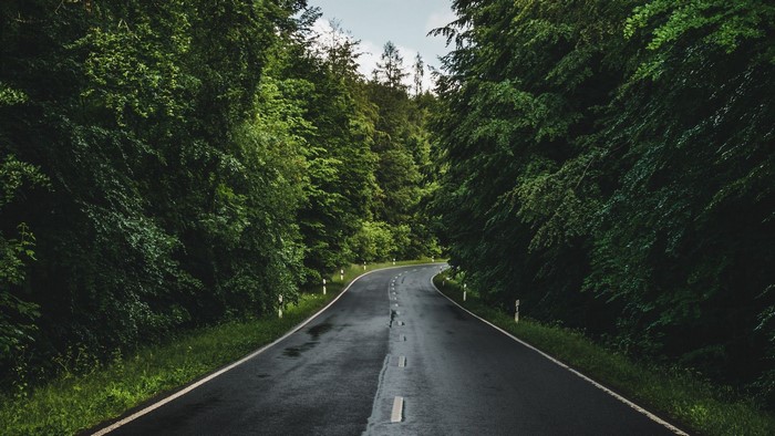 Wet road through a dense green forest