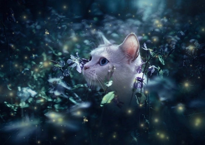 White cat with blue eyes in a magical forest